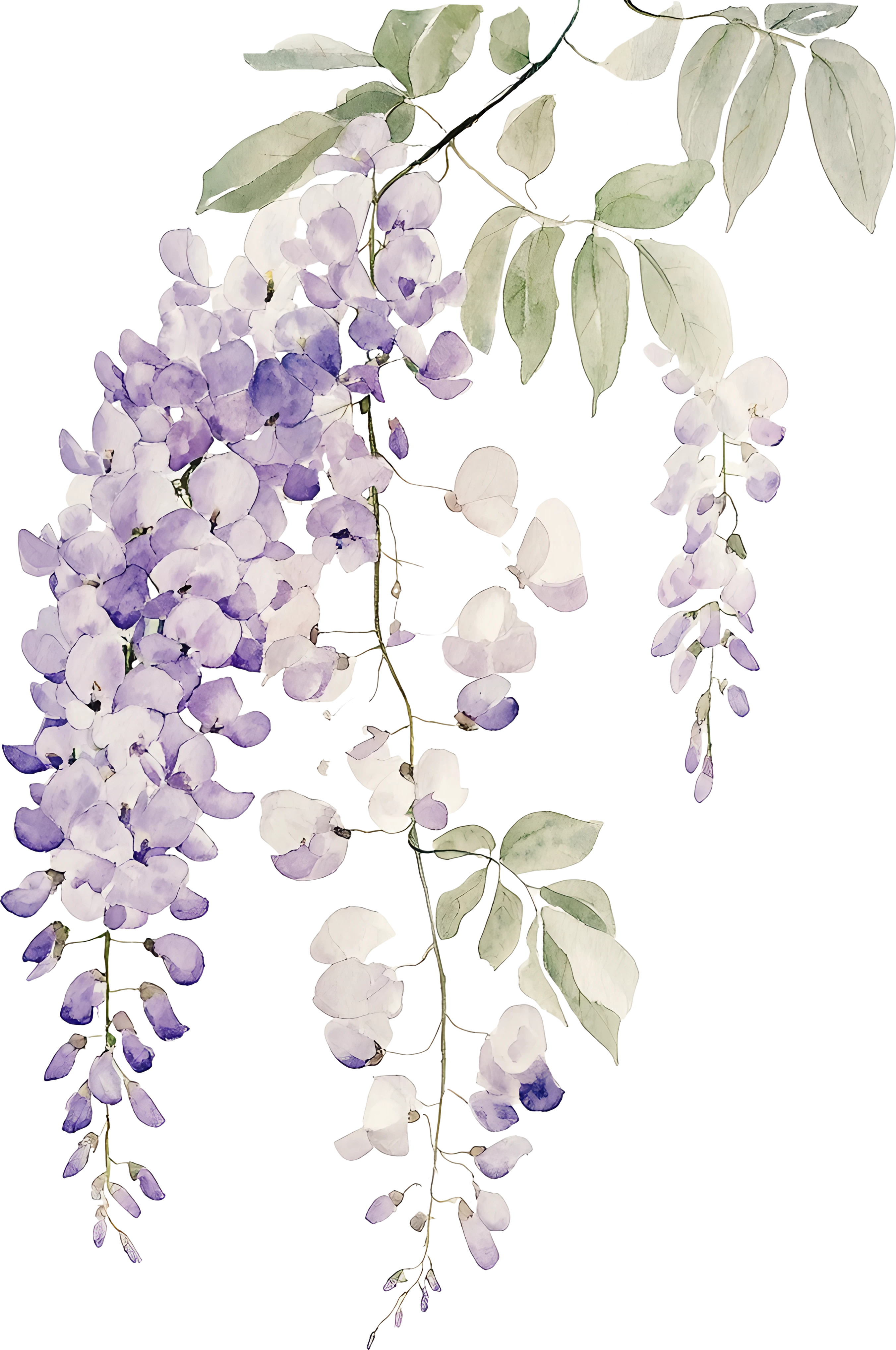 Flor Wisteria